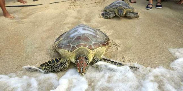Ţestoase intră în ocean în  Bali Indonezia FOTO AP