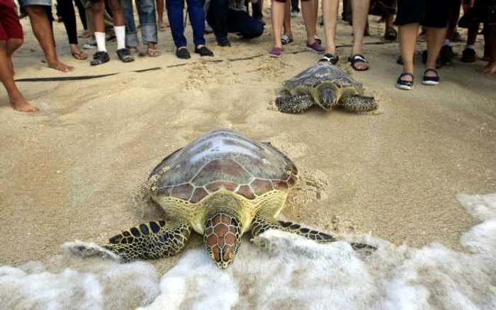 Ţestoase intrând în ocean, în Bali, Indonezia. FOTO AP