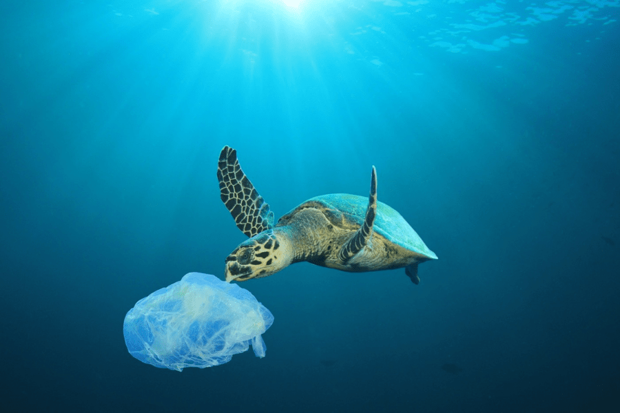Ambalajele comestibile realizate din alge marine, alternativă la plastic