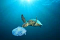Poluare ocean plastic - punga in apa  - broasca testoasa FOTO Shutterstock 
