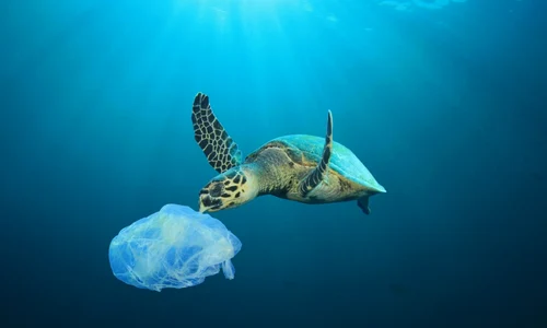 Poluare ocean plastic - punga in apa  - broasca testoasa FOTO Shutterstock 