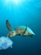 Poluare ocean plastic - punga in apa  - broasca testoasa FOTO Shutterstock 