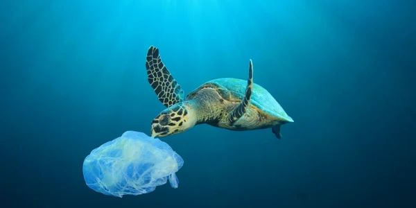 Poluare ocean plastic - punga in apa  - broasca testoasa FOTO Shutterstock 