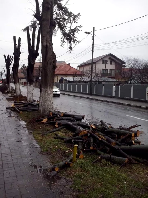 Toaletări abuzive ale arborilor din spaţiul public la Râmnicu Vâlcea Foto Arhiva Simona Mir