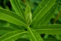 oleander leaves 4381912 1280 jpg