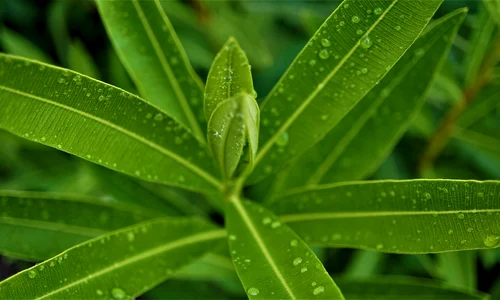 oleander leaves 4381912 1280 jpg