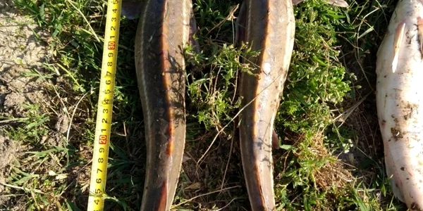 slobozia tineri prinsi in flagrant cu peste din specia cega foto ipj ialomita