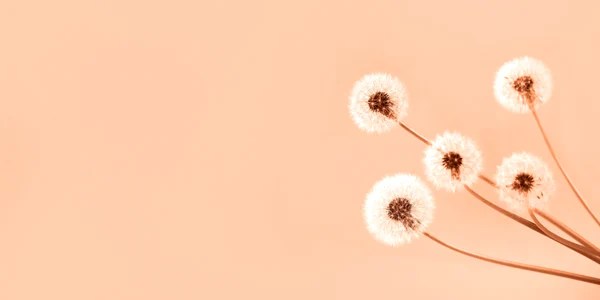 rsz peach fuzz   culoarea anului 2024shutterstock 1 jpg