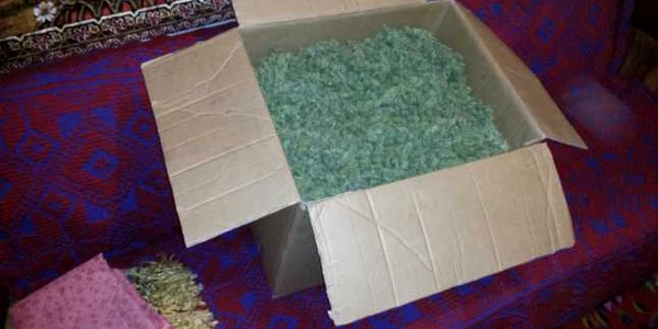 cannabis olt