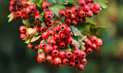 hawthorn 3649643 640 jpeg