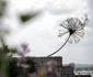 silistra foto lucian muntean 3932 JPG