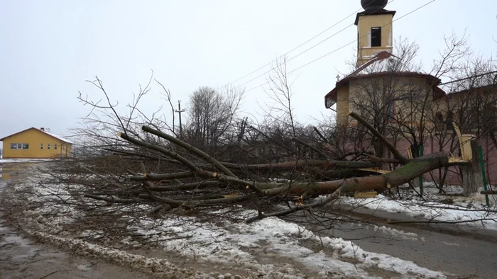 copaci taiati rascaieti