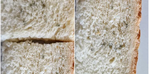 paine scoala alba jpg