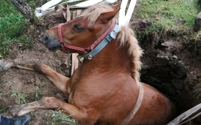 Mânzul a fos scos din groapă de pompieri. Foto: ISU Alba