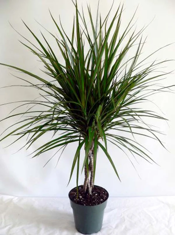 Cele mai rezistente flori de cameră: Dracaena se mai numeşte şi ”palmier de casă”