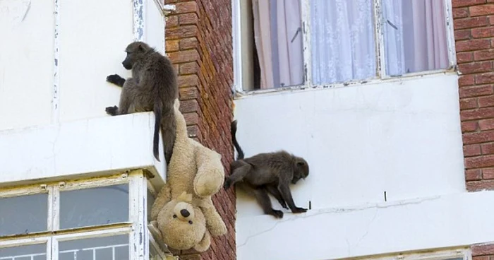 Maimuţele caută mâncare, dar dacă se întâmplă să găsească animale de pluş sau perdele cu care se pot juca, nu refuză ocazia. FOTO via „Daily Mail”