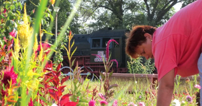 Reşiţa: Florile de toamnă invadează parcurile