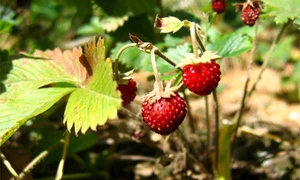 traducatoare fragi jpeg