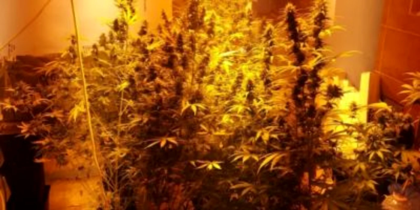 Plante de canabis, cultivate la Călăraşi FOTOP Poliţia Română