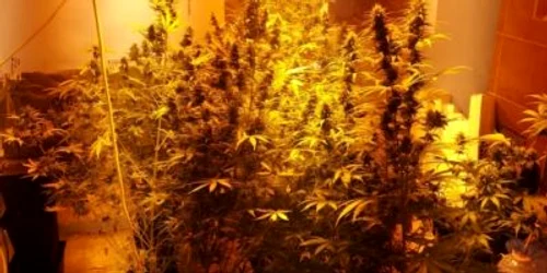 calaasi cannabis