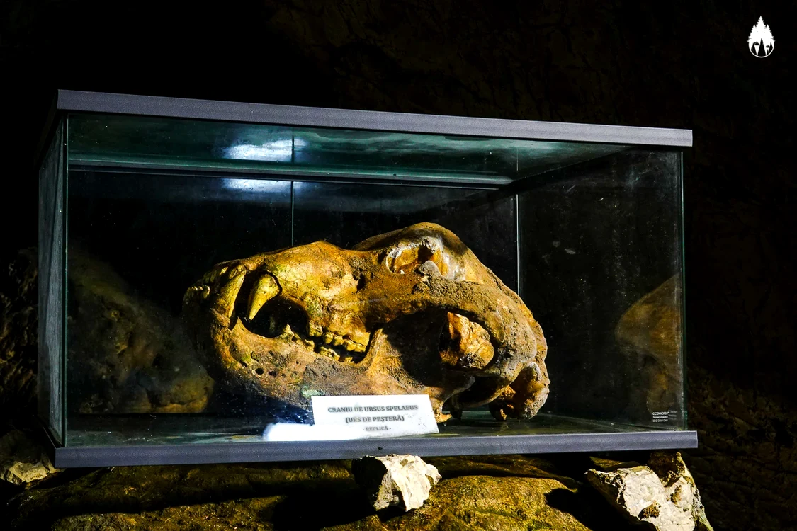 Craniul ursului preistoric se poate observa vizitând Peștera Ialomiței. FOTO C.S.
