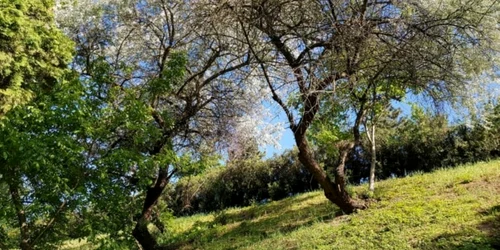 masilini salbatici cluj foto florin morosanu
