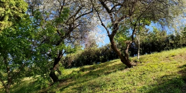masilini salbatici cluj foto florin morosanu