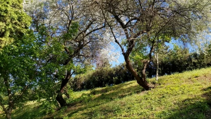 Măslinii sălbatici care cresc în două cartiere din Cluj. FOTO Florin Moroşanu