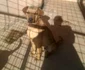 Ce a rămas în urma tragediei de la adăpostul de câini Danyflor