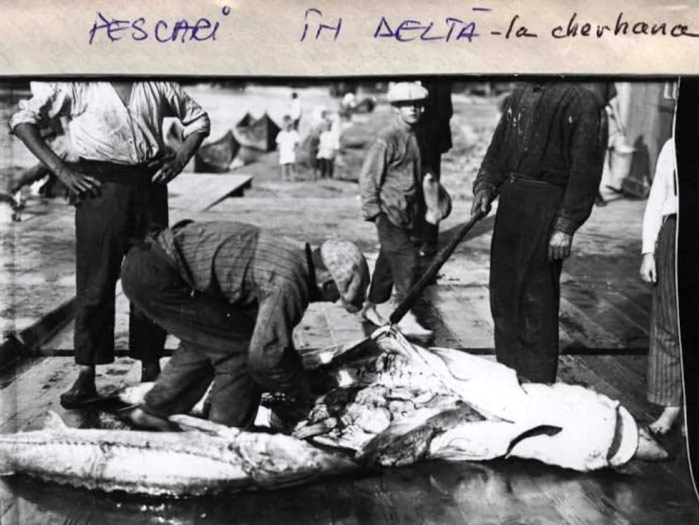 Sturioni aduşi la mal (foto arhivă)
