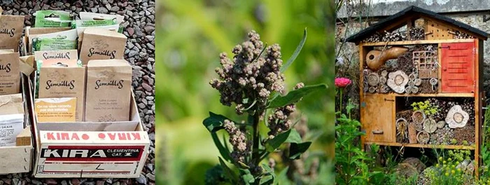 Gradină organică cu seminţe şi insecte. FOTO: eco-village.md