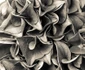 Hortensia Detail jpeg