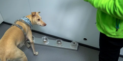 Finlanda a lansat un studiu clinic de amploare de testare pentru coronavirus la aeroport cu ajutorul câinilor FOTO EPA-EFE