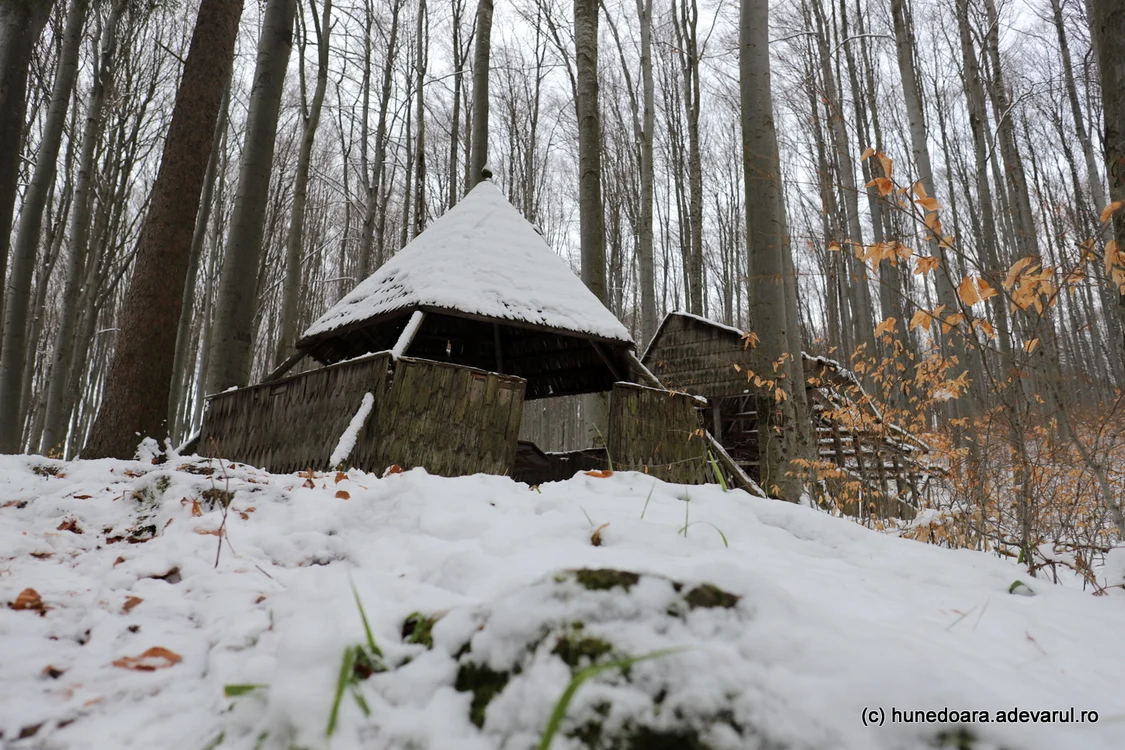 Pădurea de argint. Foto: Daniel Guță