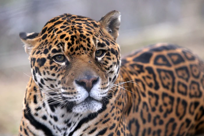 Spectatorii duelului nu vor fi doar fermierii, ci și animalele sălbatice de la Zoo Reșița