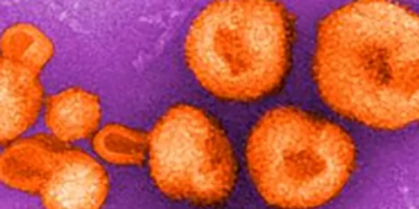 Virusul Chapare FOTO captură Centers for Disease Control and Prevention