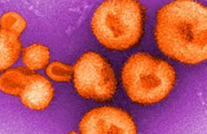 Virusul Chapare FOTO captură Centers for Disease Control and Prevention