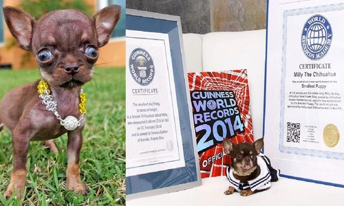 1 82537 original jpg jpeg