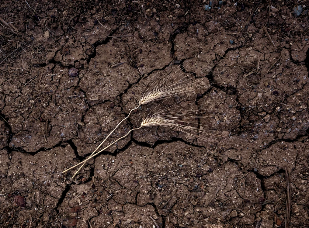 Solurile au devenit uscate în Spania. Foto: Shutterstock (Arhivă)