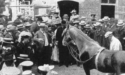 Secretul calului german care știa să numere jpeg