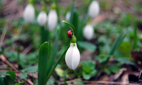 ghiocei vremea 1 martie 2019 prognoza 8 martie 2019 jpeg