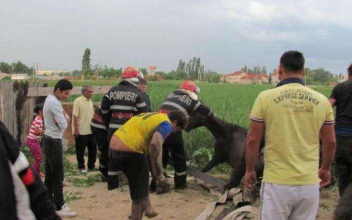 Calul a fost scos nevătămat din fosa septică în care cazuse FOTO Arhivă
