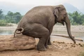 elefant 0 jpeg