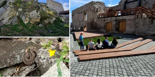 Cetatea Devei  Foto Daniel Guță  Vipera, fotografiată de C  Tenciuc jpg