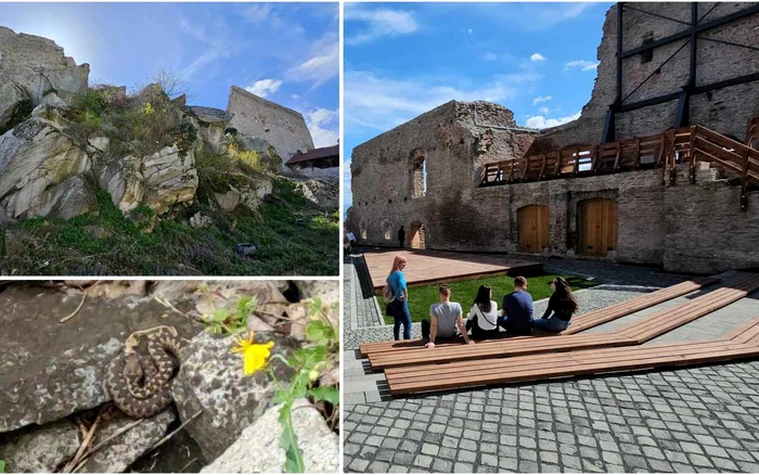 Cetatea Devei (foto Daniel Guță) și vipera fotografiată de Cătălin Tenciuc. 