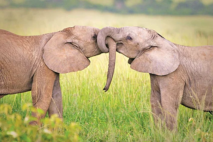 Sărut pasional între doi elefanţi