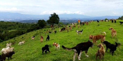 adapost de caini costa rica