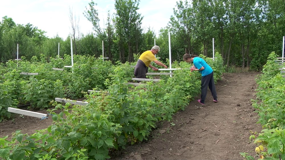 Soluția inedită a unei familii de fermieri la criza acută de culegători de fructe. Cum a rezolvat problema