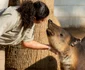 Animale din San Diego Zoo Foto Facebook San Diego Zoo