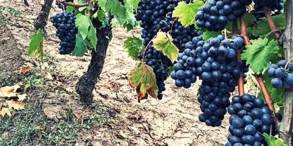 Strugure struguri ciorchine vie vin cramă podgorie Dobrogea Sursa Alira